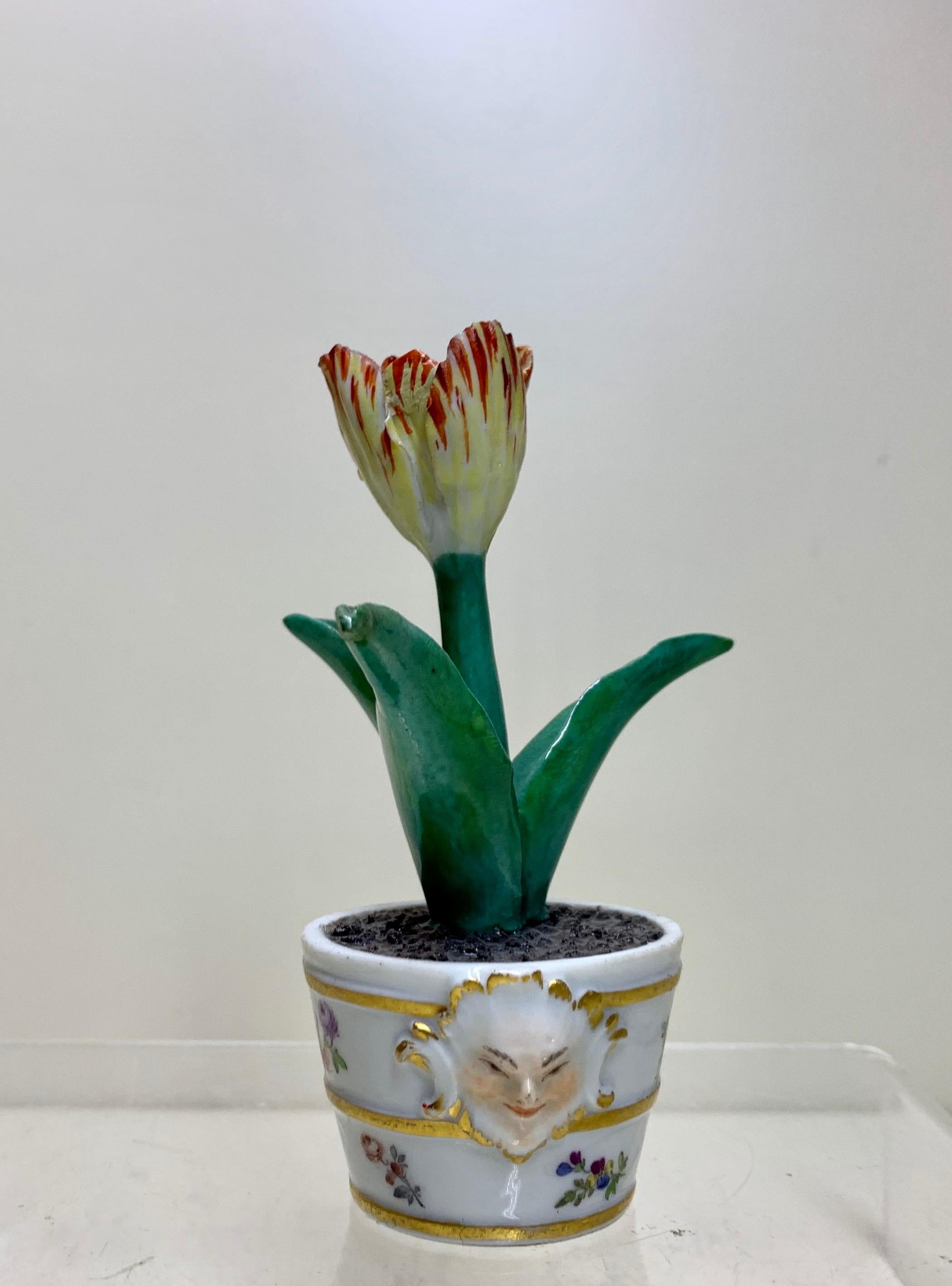 Rare Meissen Marcolini Tulip in a Tub circa 1780 Porcelain In Good Condition For Sale In London, GB