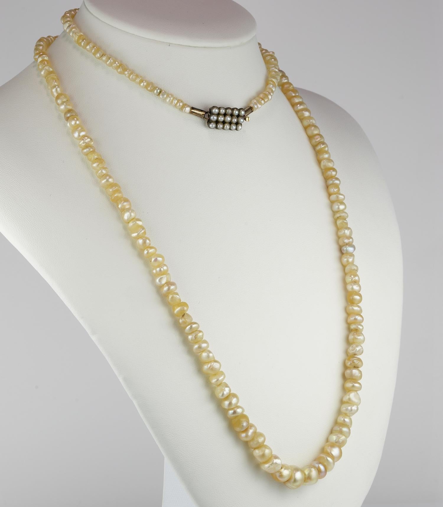 Rare find!

Magnificent Georgian Period - 1800 ca – long flapper necklace made of Natural Basra Pearls from the Persian Gulf 
Rarest for age and for Pearls origin being 100% Natural not treated or worked, prizing exceptional measure from 4 mm. to 9