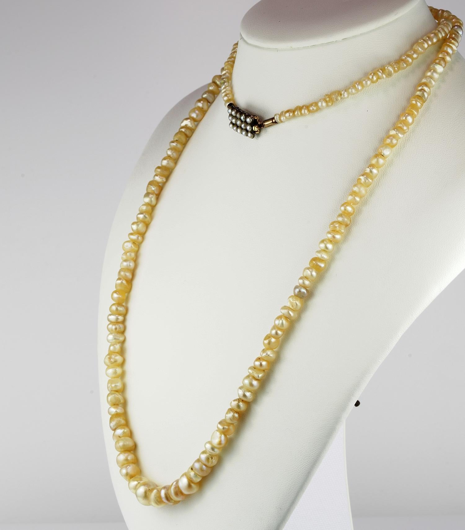 Rare Natural Basra Pearls Long Flapper Necklace 33.3 Grams (Georgian)