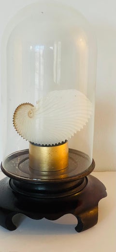 Rare Natural History Specimen Paper Nautilus Sea Shell