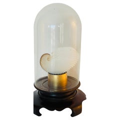 Seltene Naturgeschichte Exemplar Papier Nautilus Sea Shell