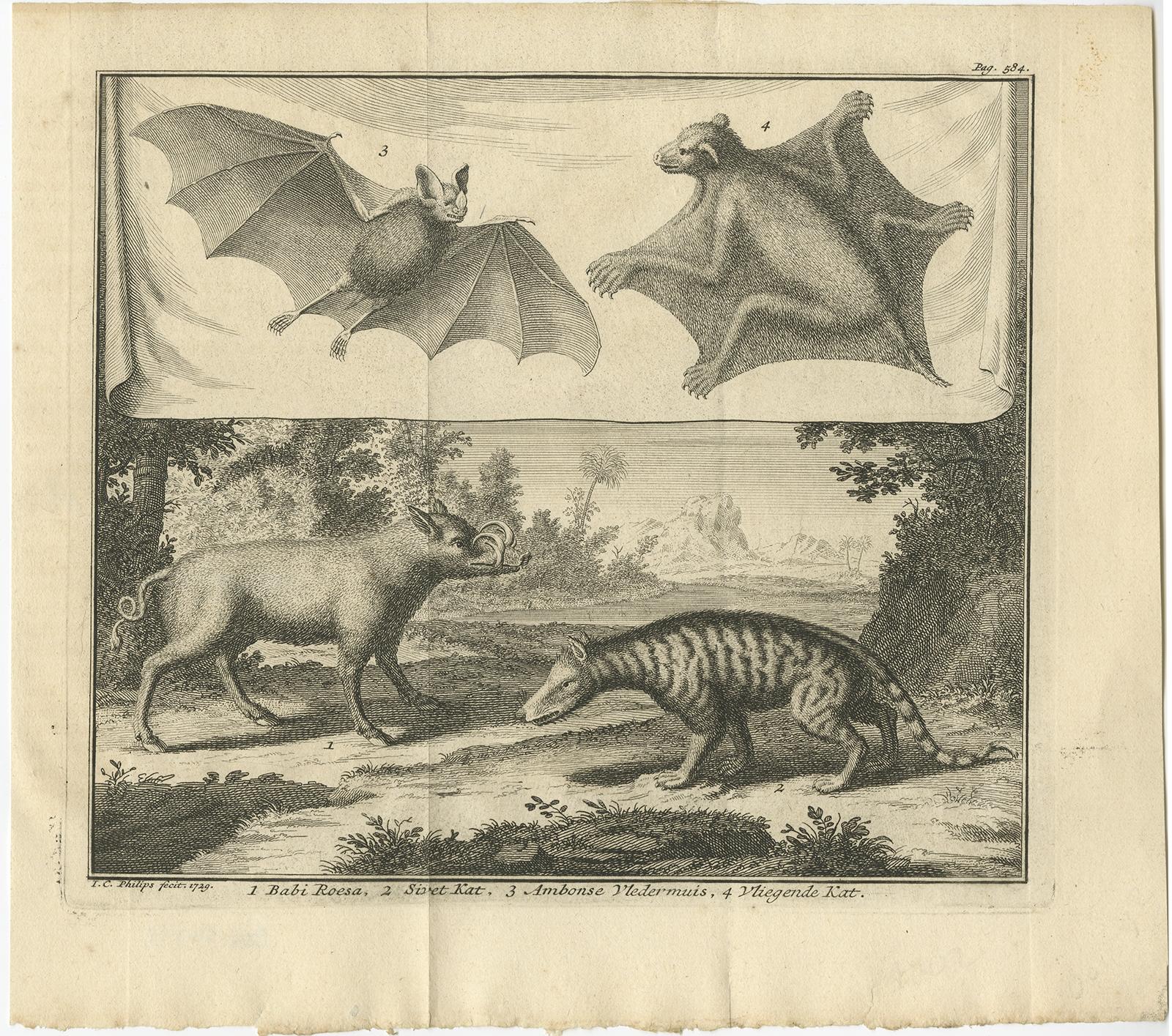 Untitled print of various wild cats and bats. Dutch subtitles ‘1 Babi Roesa, 2 Sivet Kat, 3 Ambonse Vledermuis, 4 Vliegende Kat’. 

A civet is a small, lean, mostly nocturnal mammal native to tropical Asia and Africa, especially the tropical