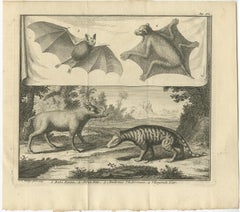 Rare Old Copper Engraved Print of a Flying Cat, a Pig, a Bat and Civet Cat, 1729