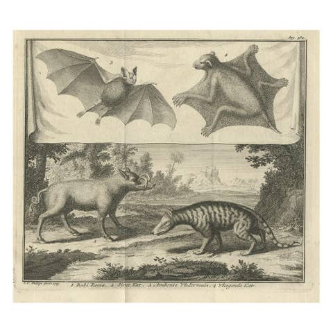 Rare Old Copper Engraved Print of a Flying Cat, a Pig, a Bat and Civet Cat, 1729