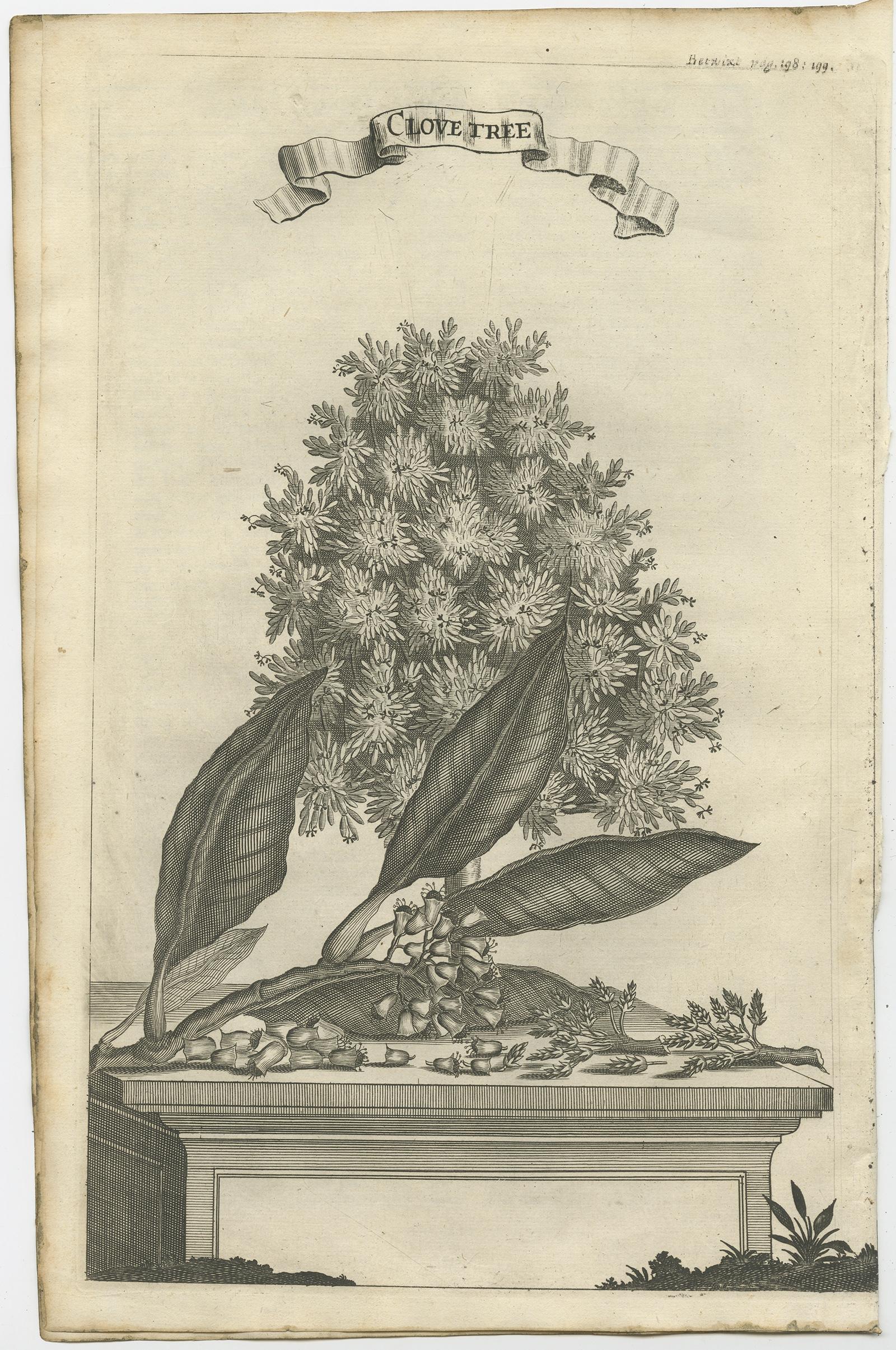 Antique print titled 'Clove Tree'. 

Copper engraving of a clove tree. This print originates from 'Voyages and Travels to the East-Indies' by J. Nieuhof. 

Artists and engravers: Johan / Jan / Johannes Nieuhof / Nieuhoff / Neuhof (1618-1672) was