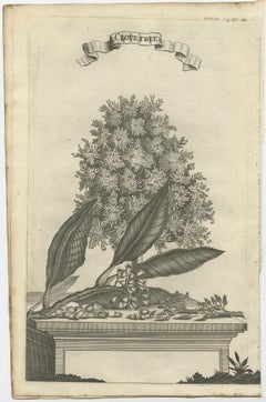 Rare Old Copper Engraving of a Clove Tree in the East Indies, Asia, 1659