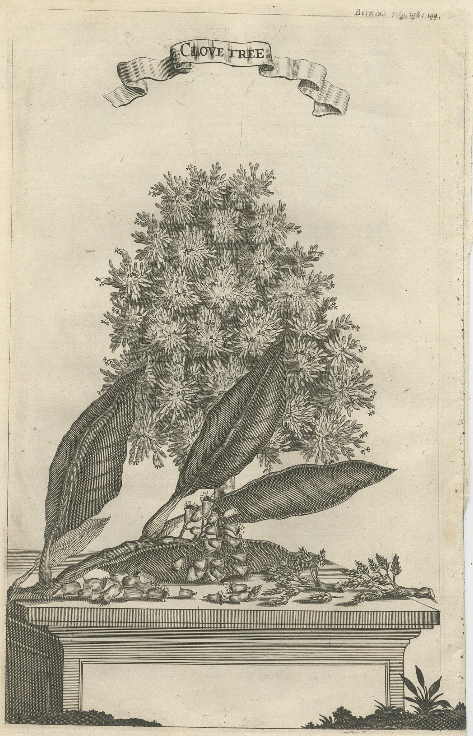 Rare Old Copper Engraving of a Clove Tree in the East Indies, Asia, 1659 In Good Condition For Sale In Langweer, NL