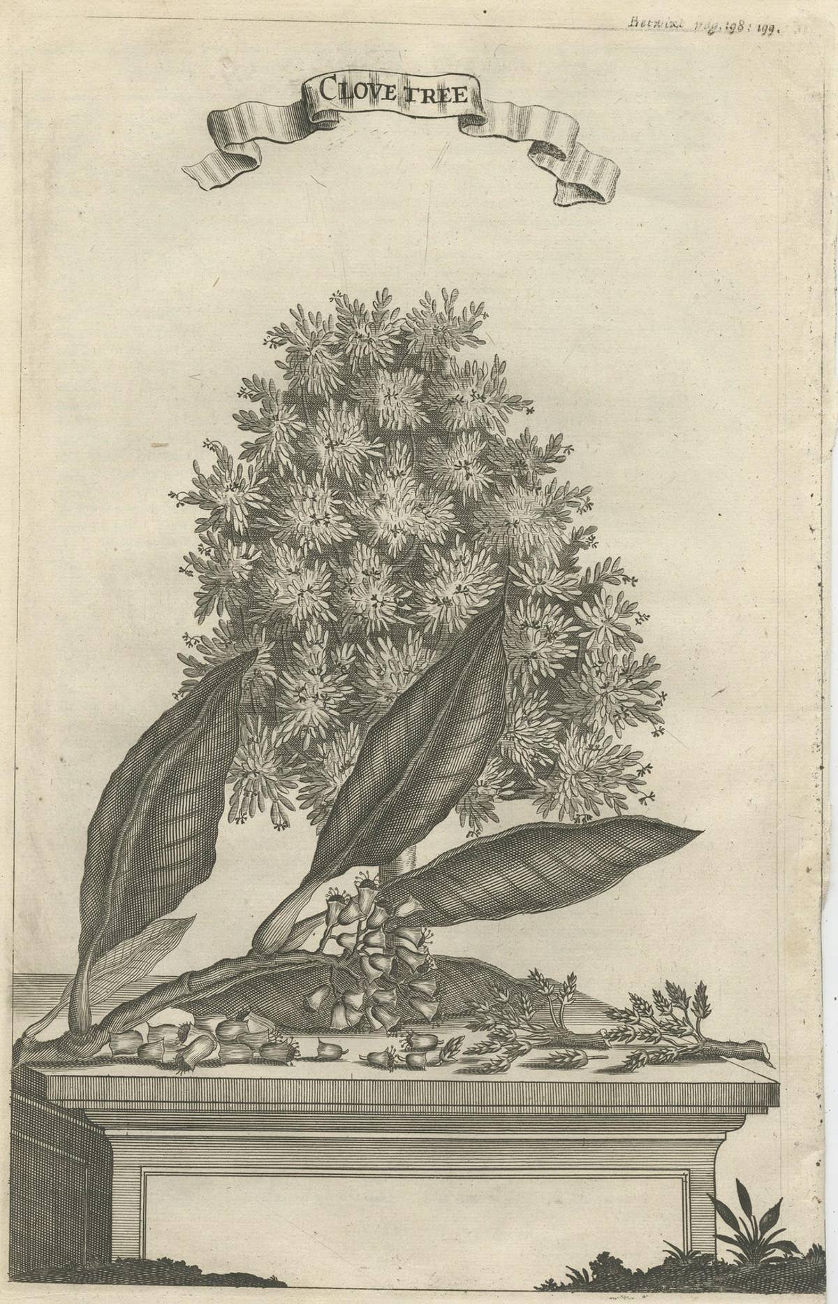 Rare Old Copper Engraving of a Clove Tree in the East Indies, Asia, 1659