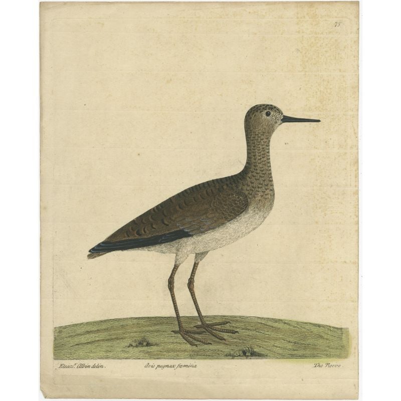 Rare Original Antique Hand-Colored Print of the Ruff Bird by Albin, c.1738