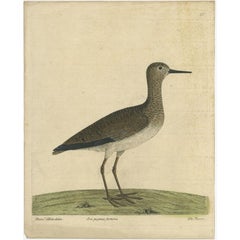 Rare Original Antique Hand-Colored Print of the Ruff Bird by Albin, c.1738