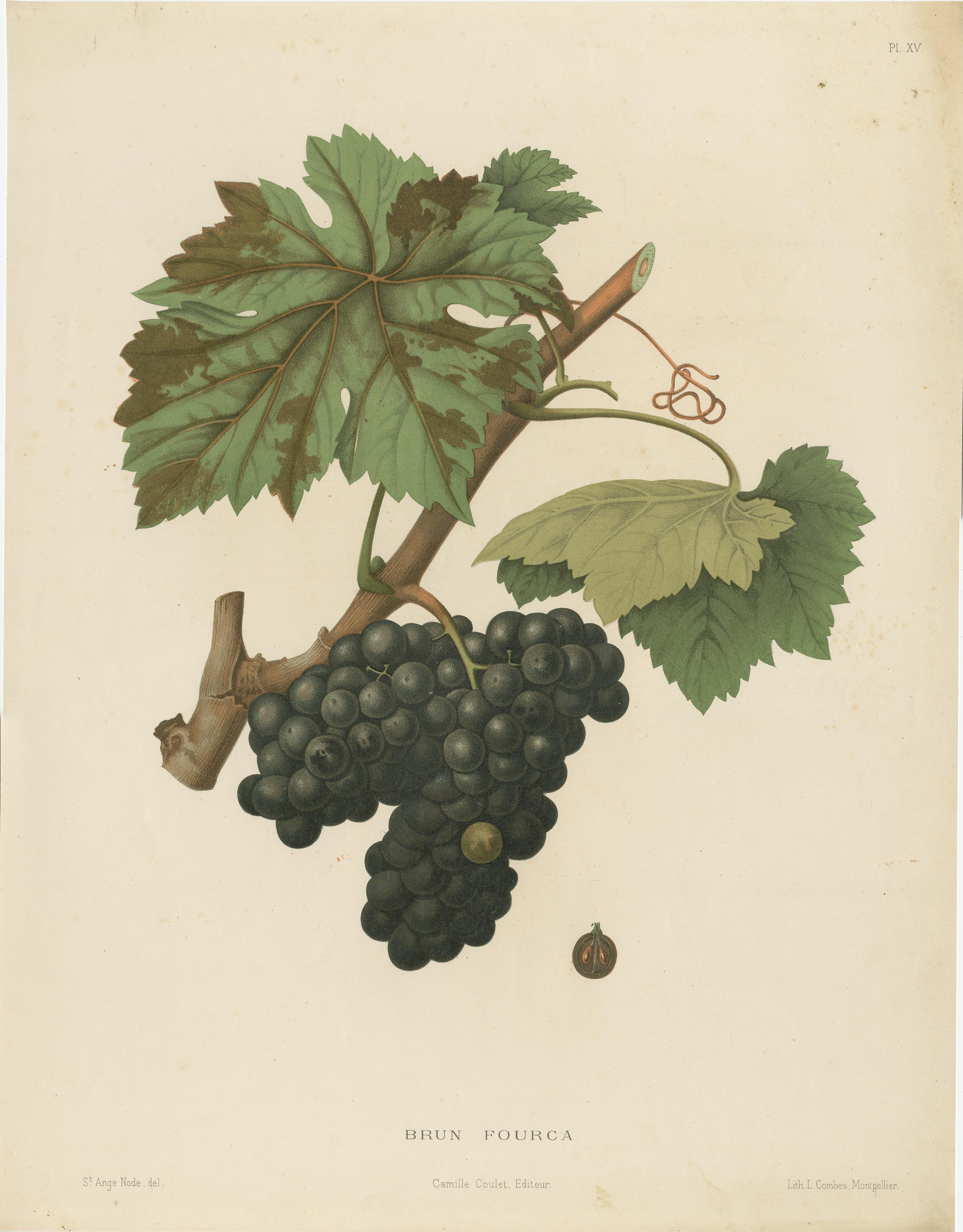 Beautiful and decorative large lithograph of the Brun Fourca variety of grapes. 

A nice print to have on the wall for every wine lover. Original Hand-coloured in the 19th century.

From the work: 'Description of the main grape varieties of the