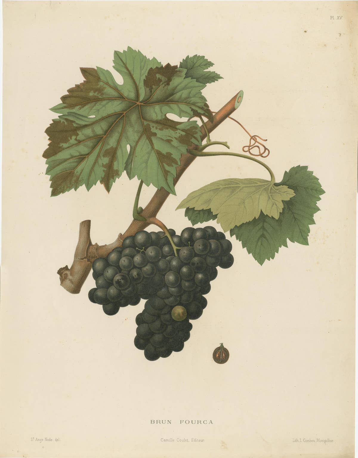 Rare Original Antique Lithograph of the Brun Fourca Grape Variety, 1890
