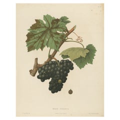 Rare lithographie ancienne d'origine représentant la variété de raisins Brun Fourca, 1890