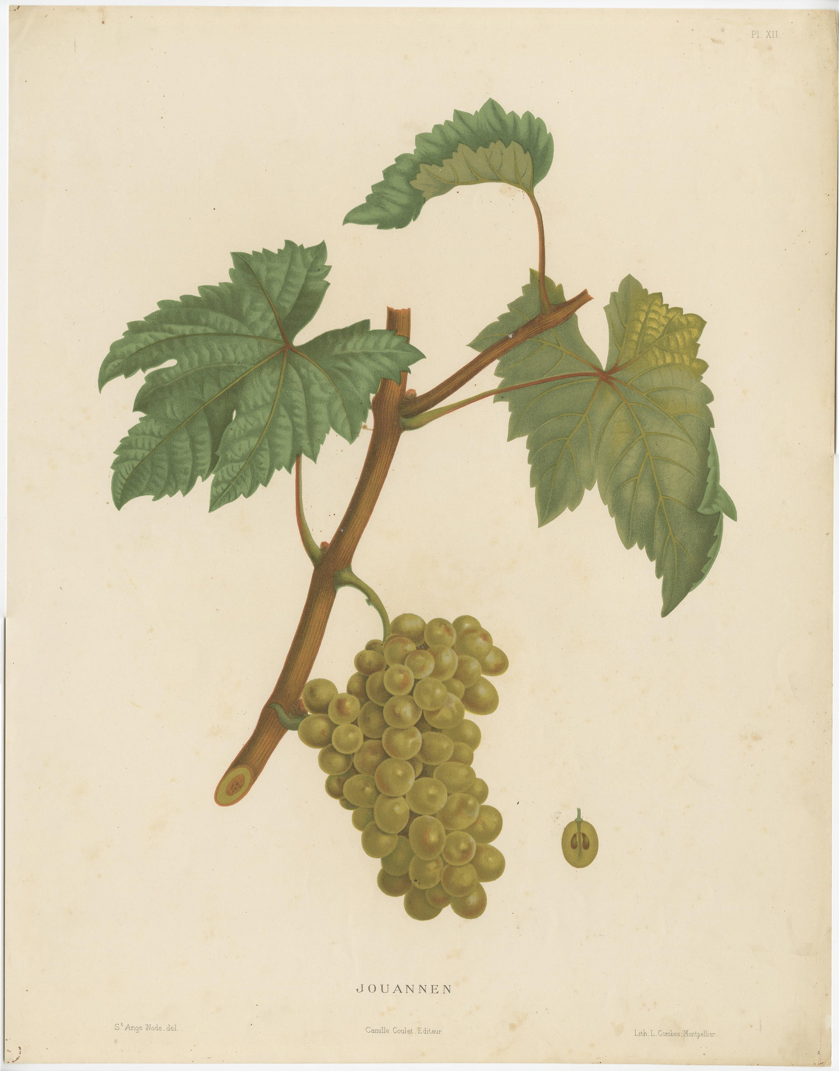 Beautiful and decorative large lithograph of the Jouannen variety of grapes. 

A nice print to have on the wall for every wine lover. Original hand-coloured in the 19th century.

From the work: 'Description of the main grape varieties of the