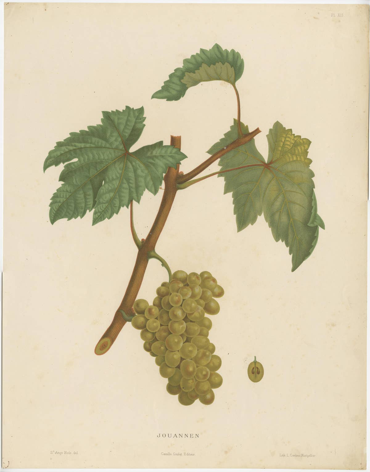 Rare Original Antique Lithograph of the Jouannen Grape Variety, 1890