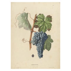 Rara litografia originale d'epoca della varietà d'uva Morrastel, 1890