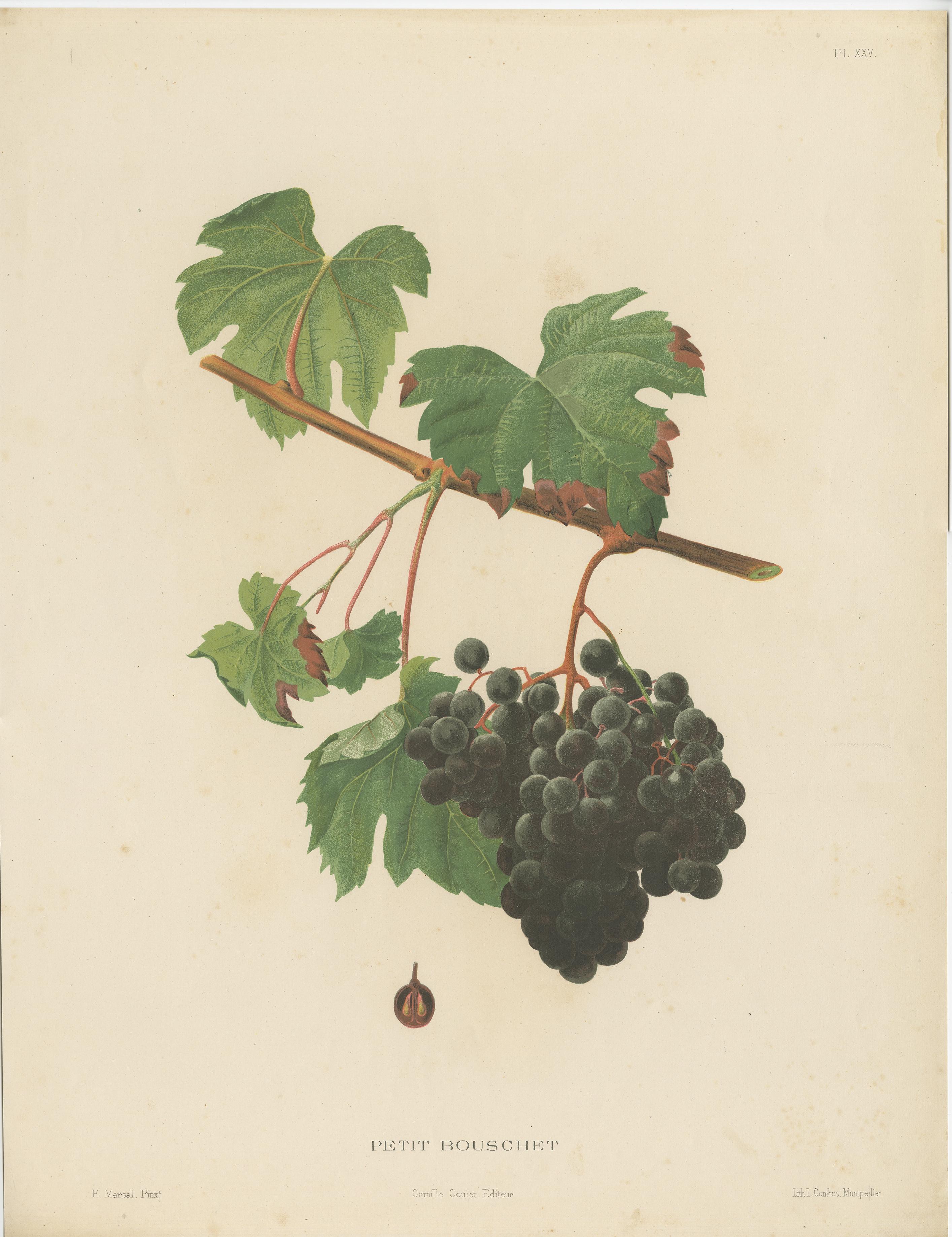 Beautiful and decorative large lithograph of the Petit Bouschet variety of grapes. 

A nice print to have on the wall for every wine lover. Original Hand-coloured in the 19th century.

From the work: 'Description of the main grape varieties of