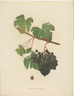 Rare Original Antique Lithograph of the Petit Bouschet Grape Variety, 1890
