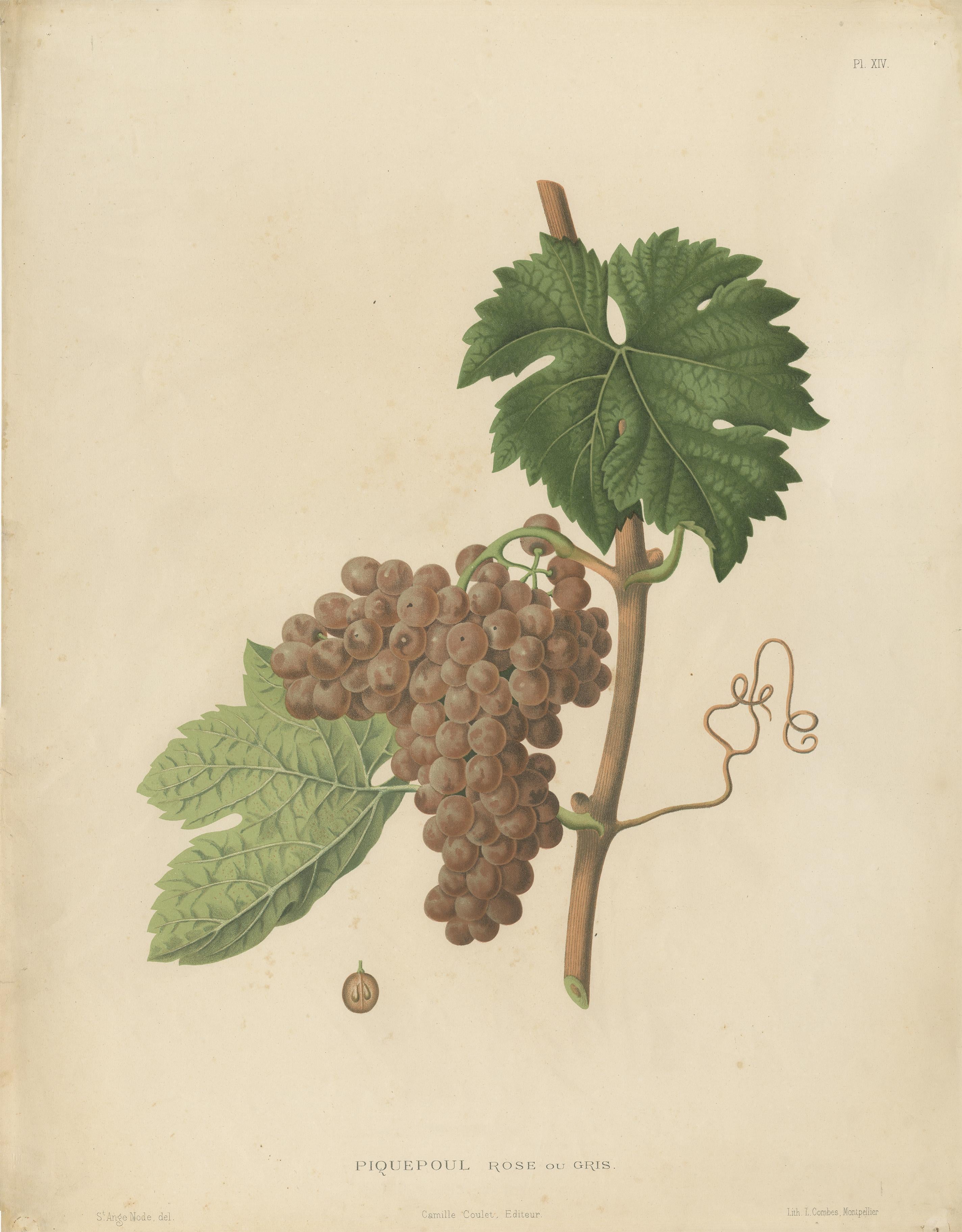 Belle et décorative grande lithographie de la variété de raisin Piquepoul. 

Une belle impression à avoir sur le mur pour tout amateur de vin. Original coloré à la main au 19ème siècle.

Extrait de l'ouvrage : 