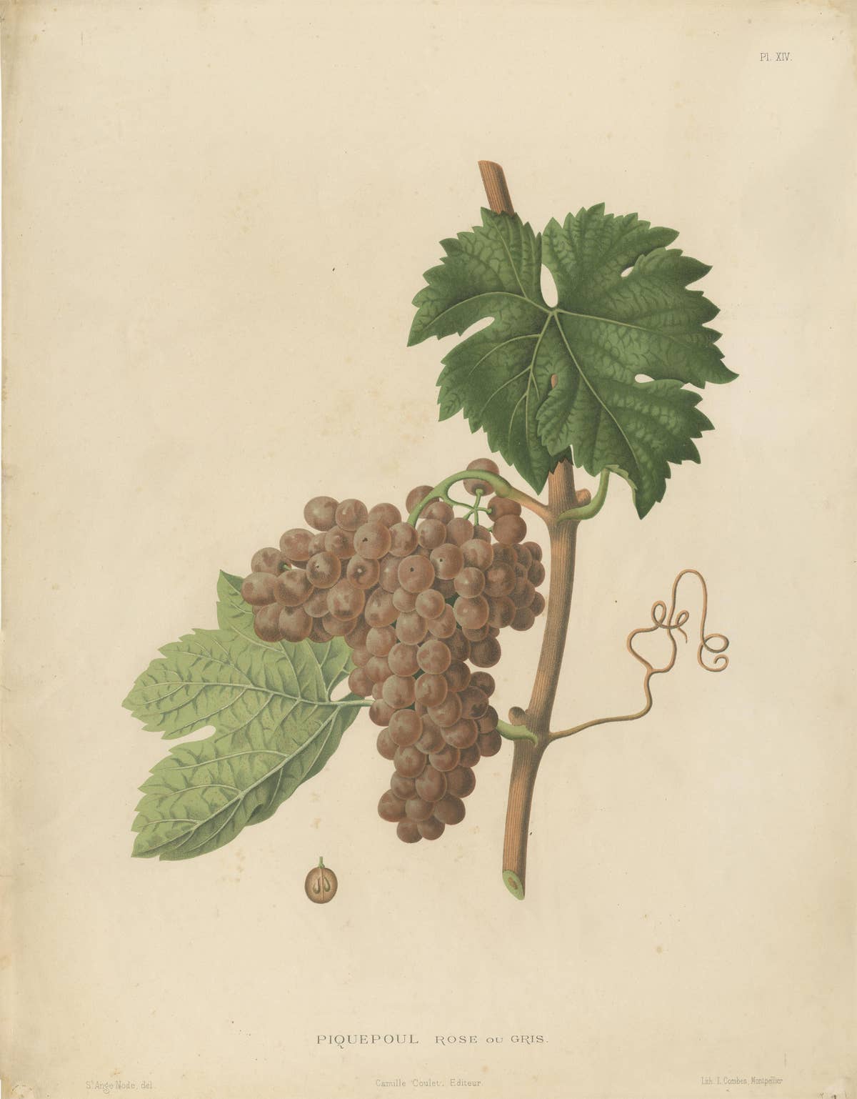 Rare Original Antique Lithograph of the Piquepoul Rose our Gris Variety, 1890