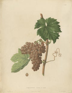 Rare Original Antique Lithograph of the Piquepoul Rose our Gris Variety, 1890