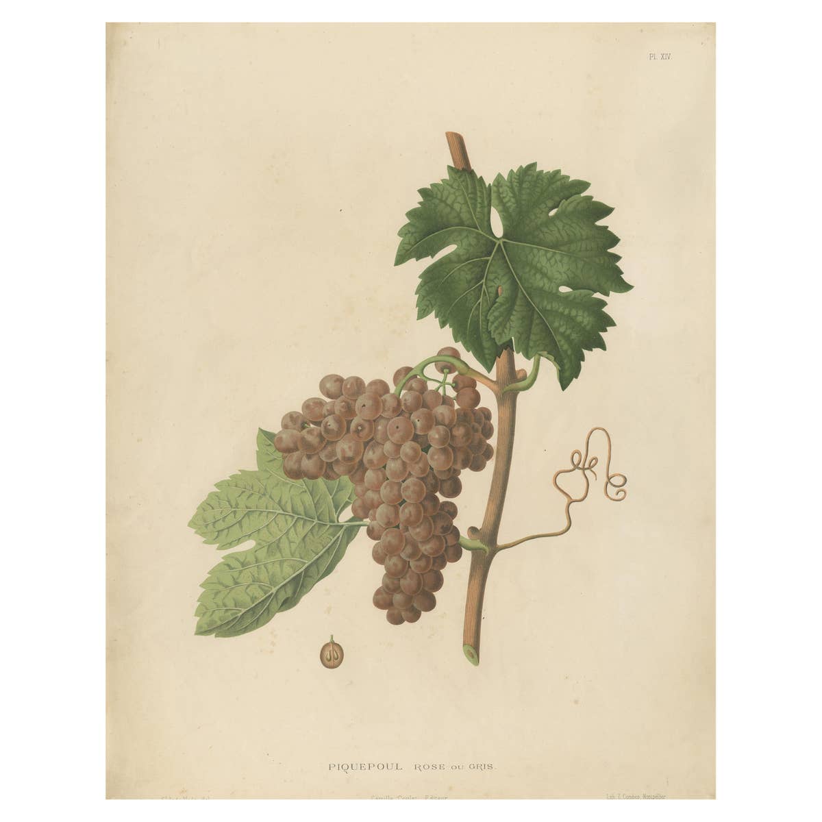 Rare Original Antique Lithograph of the Piquepoul Rose our Gris Variety, 1890