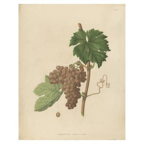 Rare Original Antique Lithograph of the Piquepoul Rose our Gris Variety, 1890