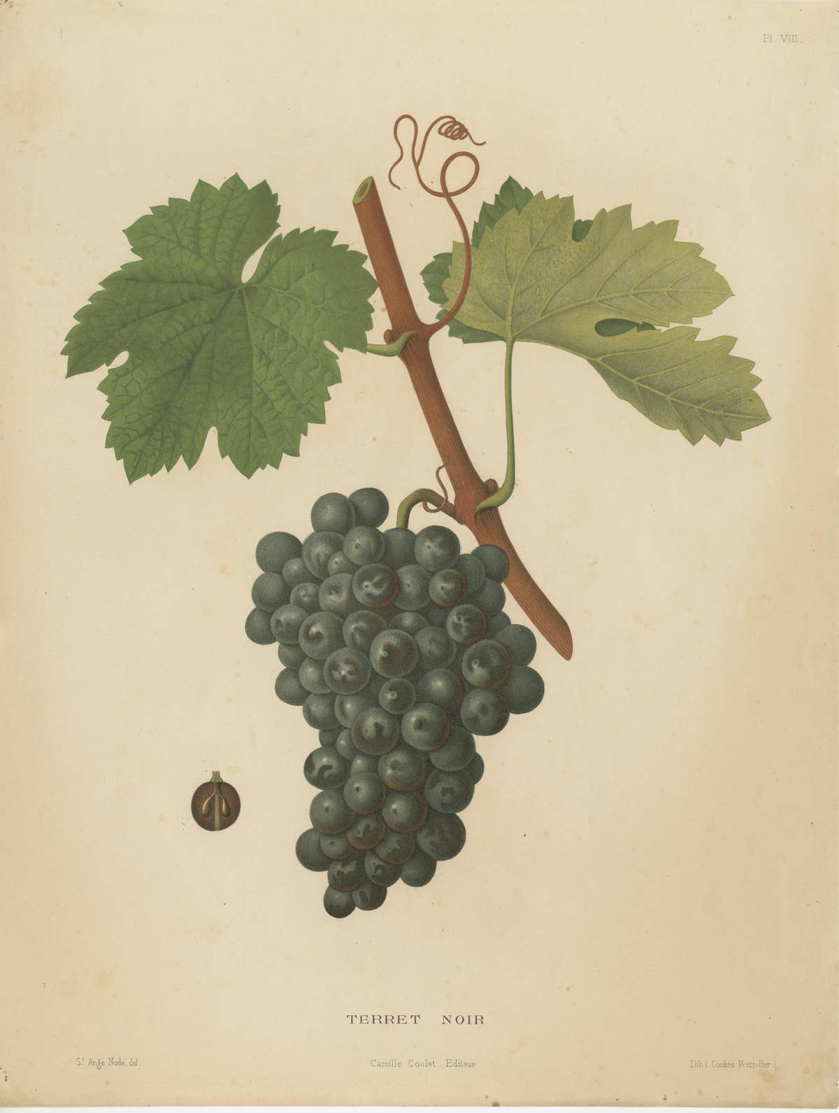 Rare Original Antique Lithograph of the Terret Noir Grape Variety, 1890