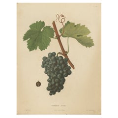 Rara litografia originale d'epoca della varietà di uva Terret Noir, 1890