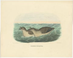 Rare Original Old Bird Print Depicting the Pacific Dovekie, 1869