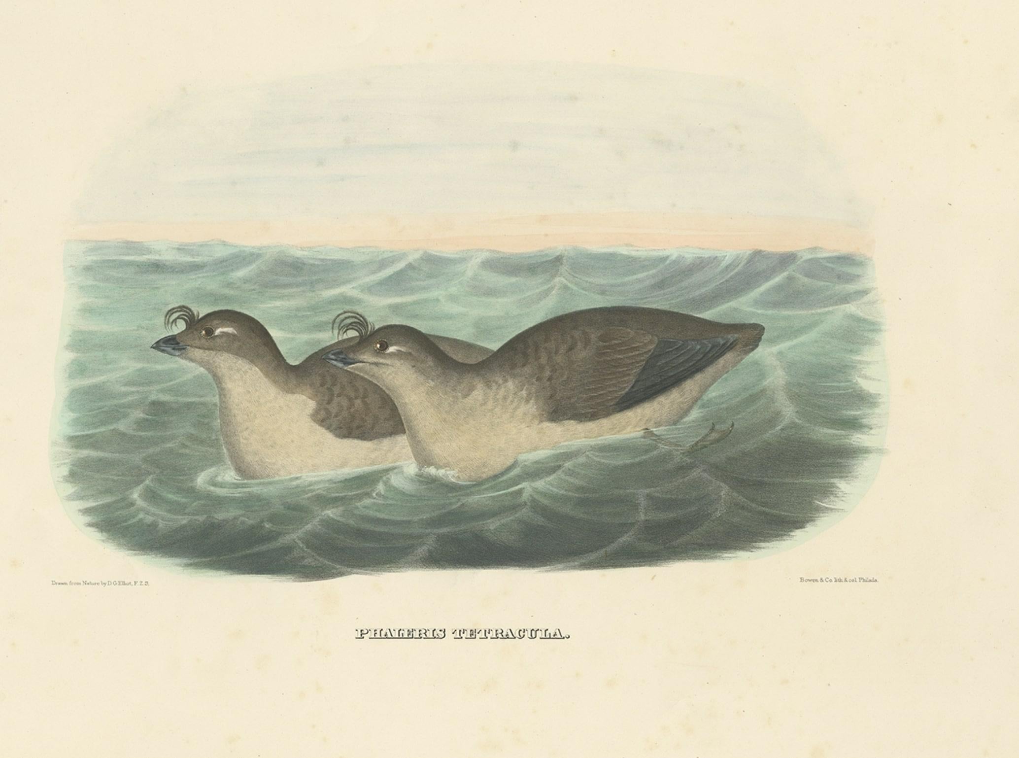 Rare Original Old Bird Print Depicting the Pacific Dovekie, 1869 In Good Condition For Sale In Langweer, NL