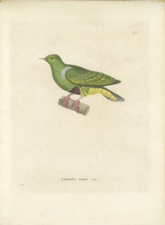 Rare Ornithological Illustration of the Male Dwarf Pigeon (Colombe naine), 1838