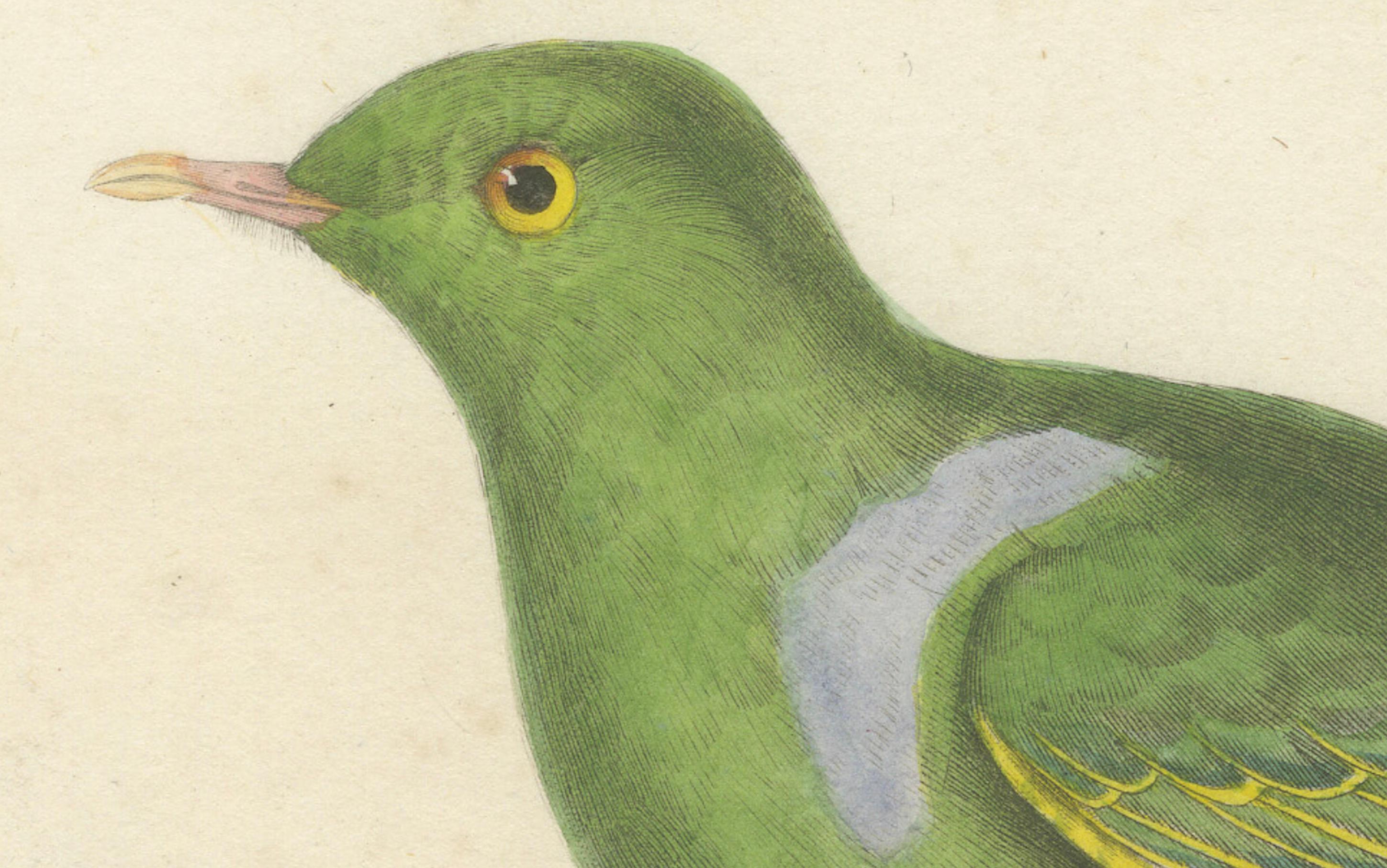 Rare Ornithological Illustration of the Male Dwarf Pigeon (Colombe naine), 1838 In Good Condition For Sale In Langweer, NL