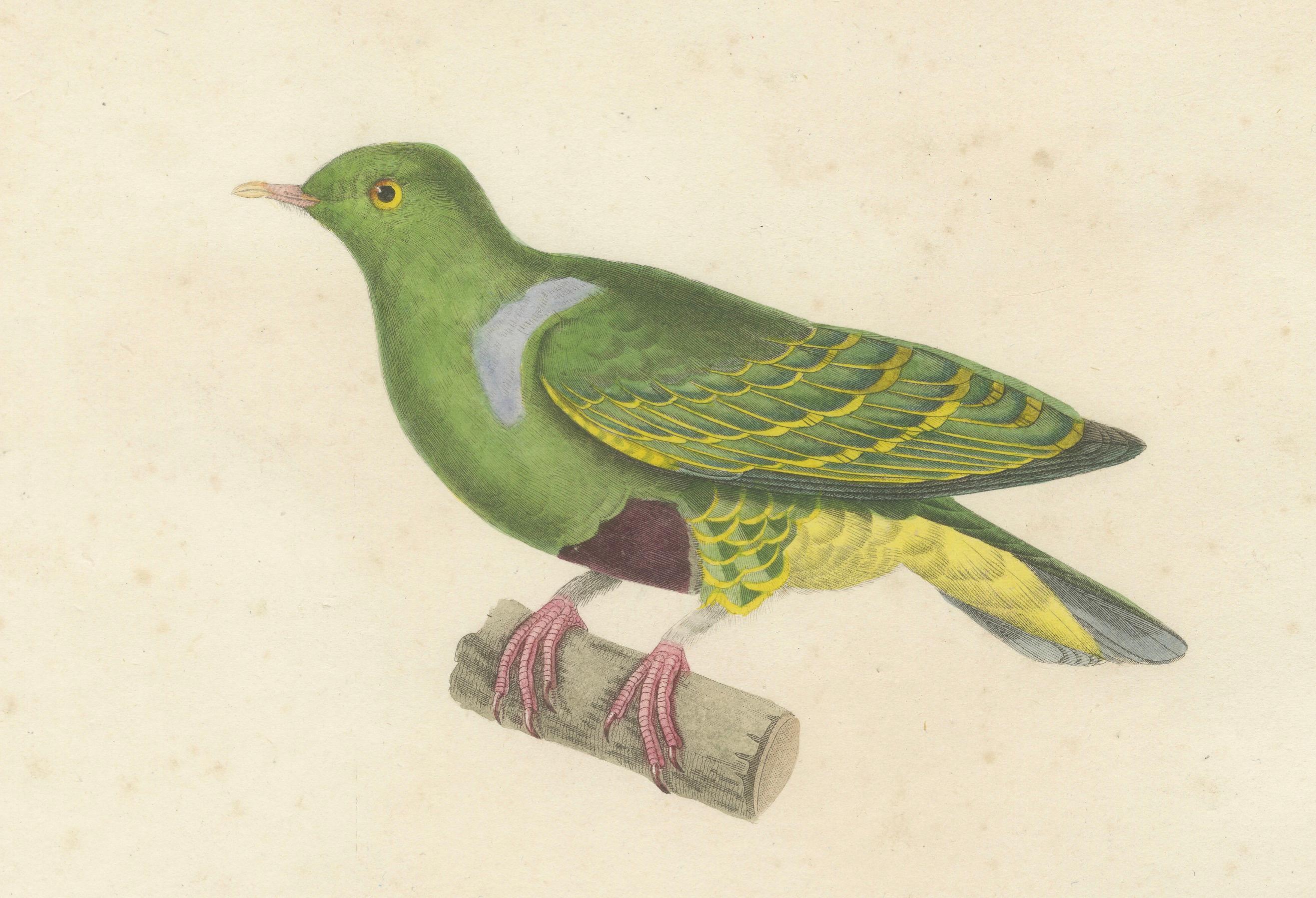 Mid-19th Century Rare Ornithological Illustration of the Male Dwarf Pigeon (Colombe naine), 1838 For Sale
