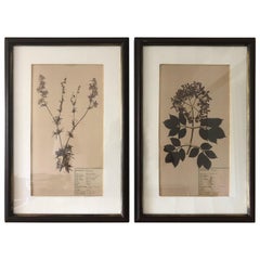 Antique Rare Pair of 19th Century Pressed Specimen Botanicals Art