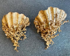 Rara coppia di appliques Nautiles di C.V.I.France Parigi, circa 1980