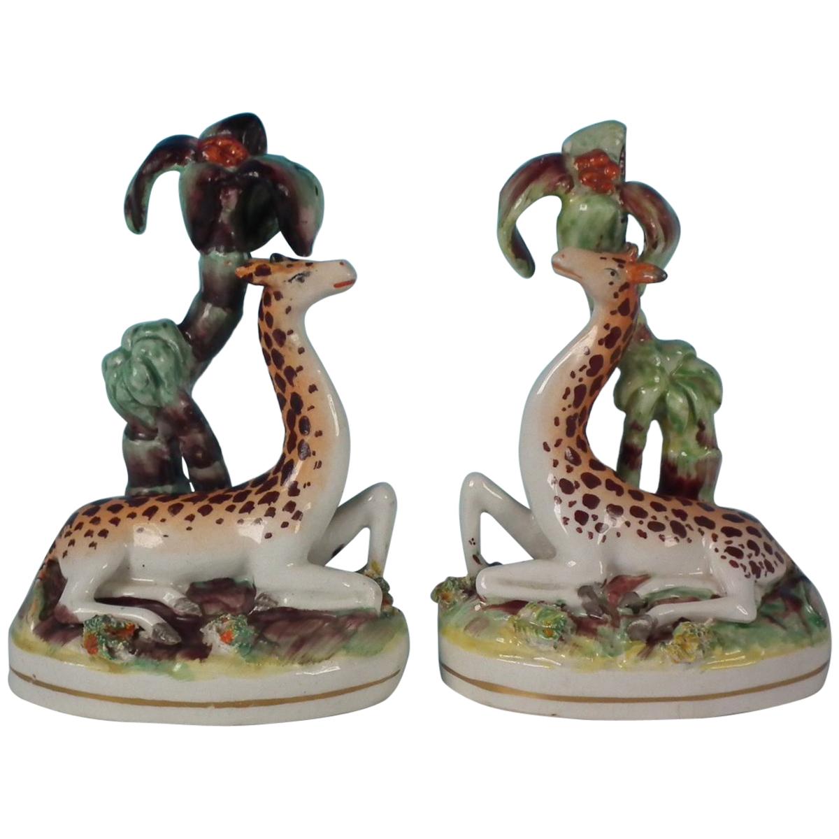 Rare Pair of Staffordshire Recumbent Giraffes
