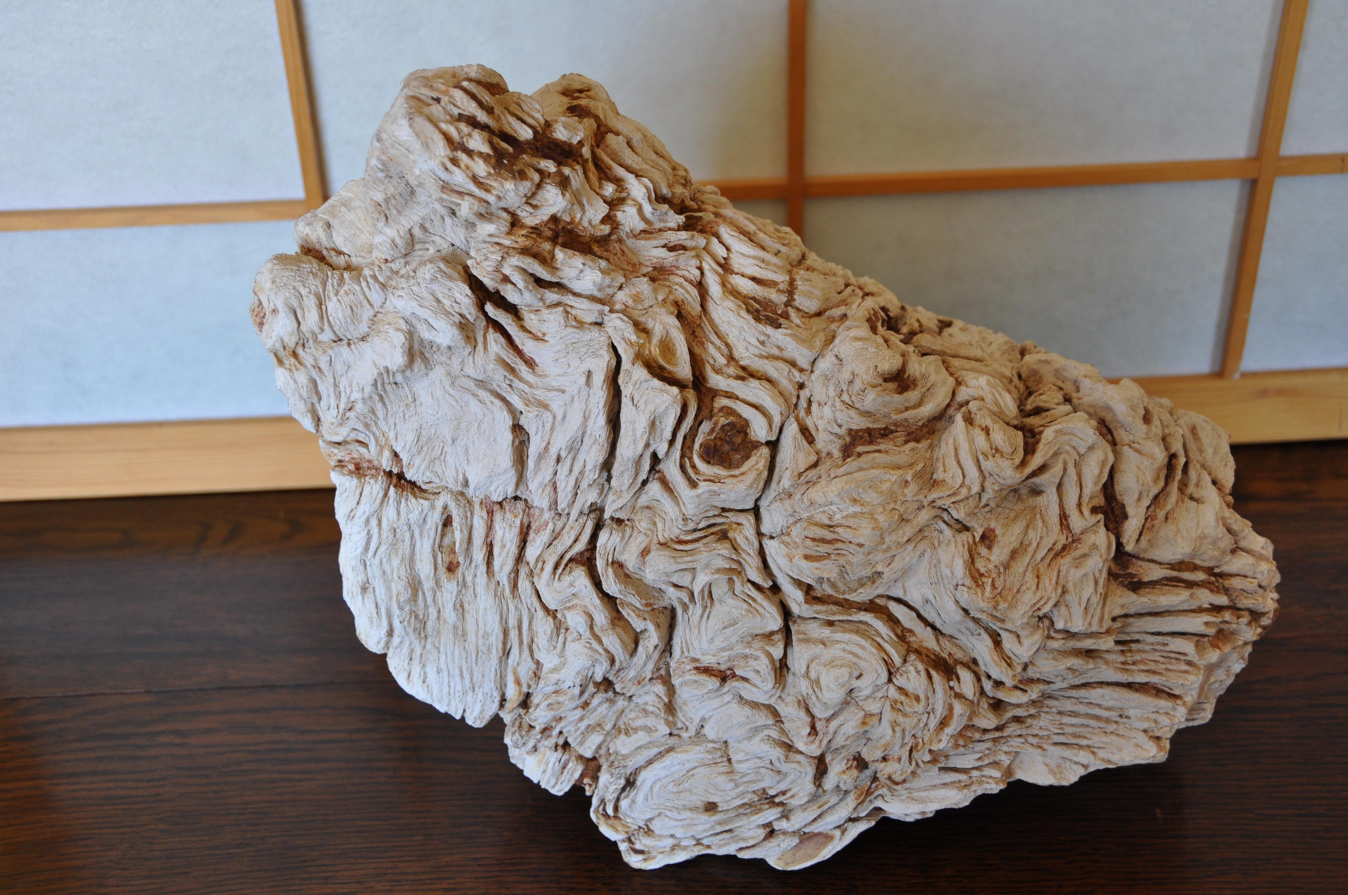 Rare ancient petrified root stock 

What makes this rare is its immense size.

This is an absolutely stunning Museum Quality specimen for the serious collector.

The root stock from an ancient tree has petrified into stone over millions of