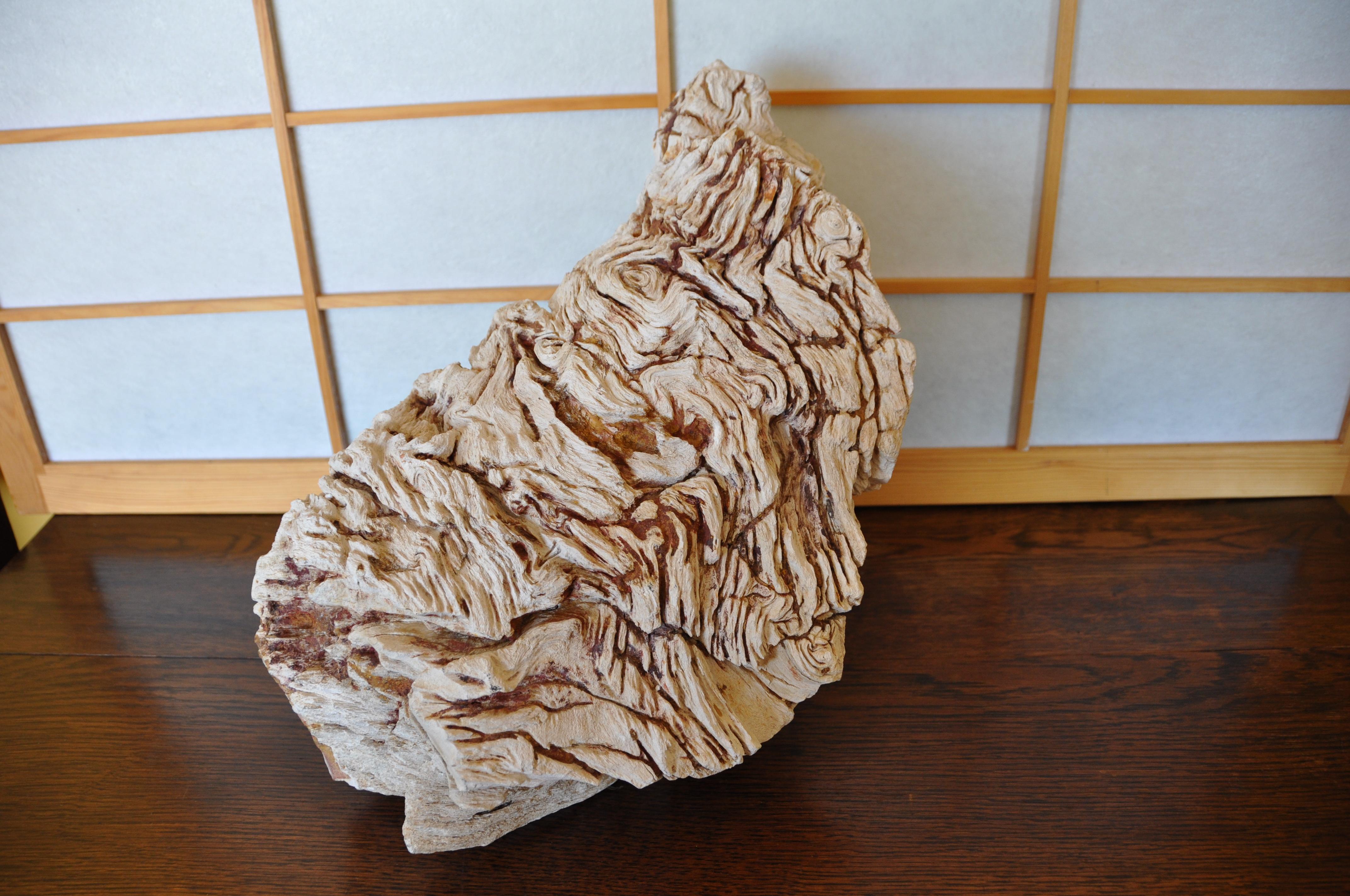 Central Asian Petrified Root Stock - Museum Quality Specimen 'Huge'
