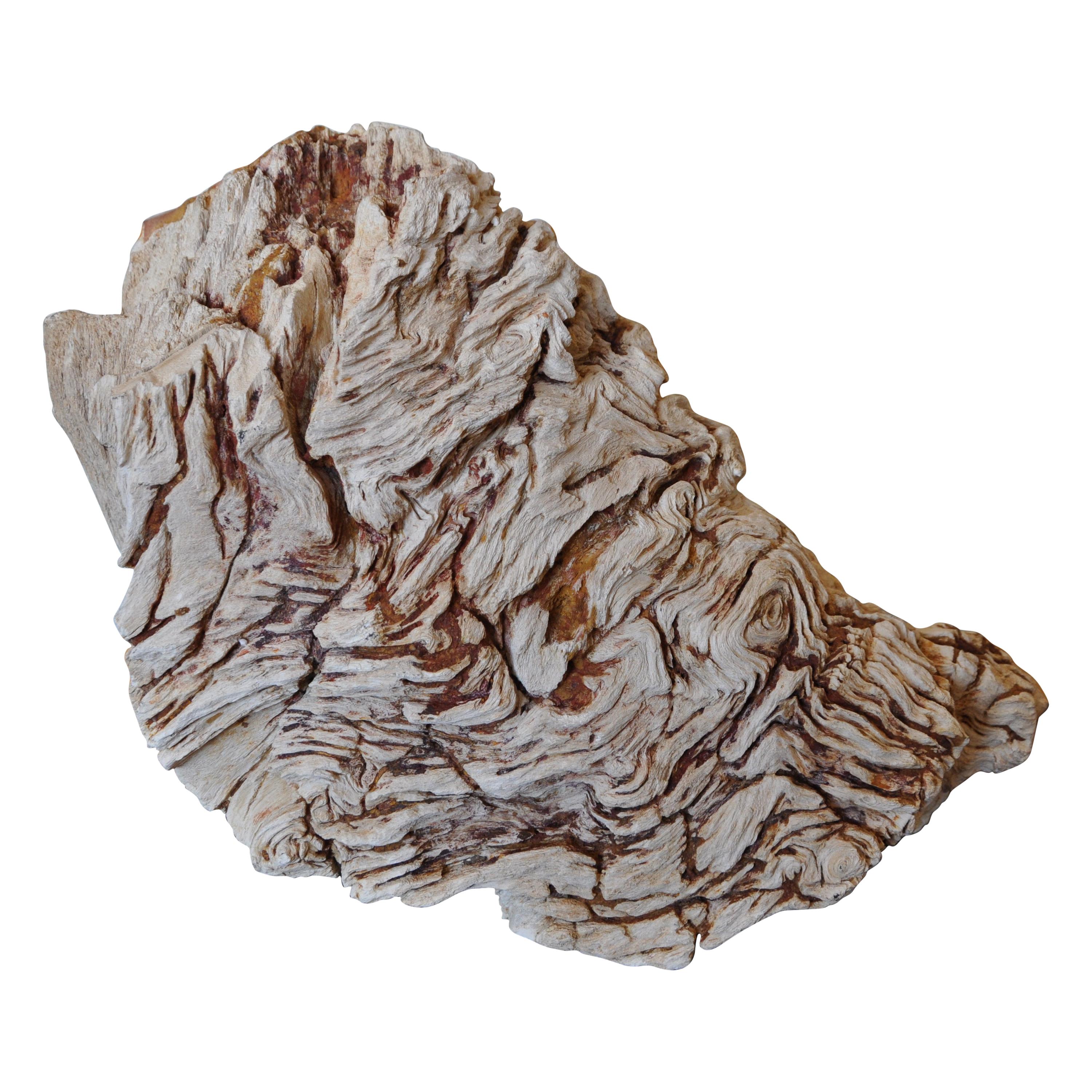 Petrified Root Stock - Museum Quality Specimen 'Huge'
