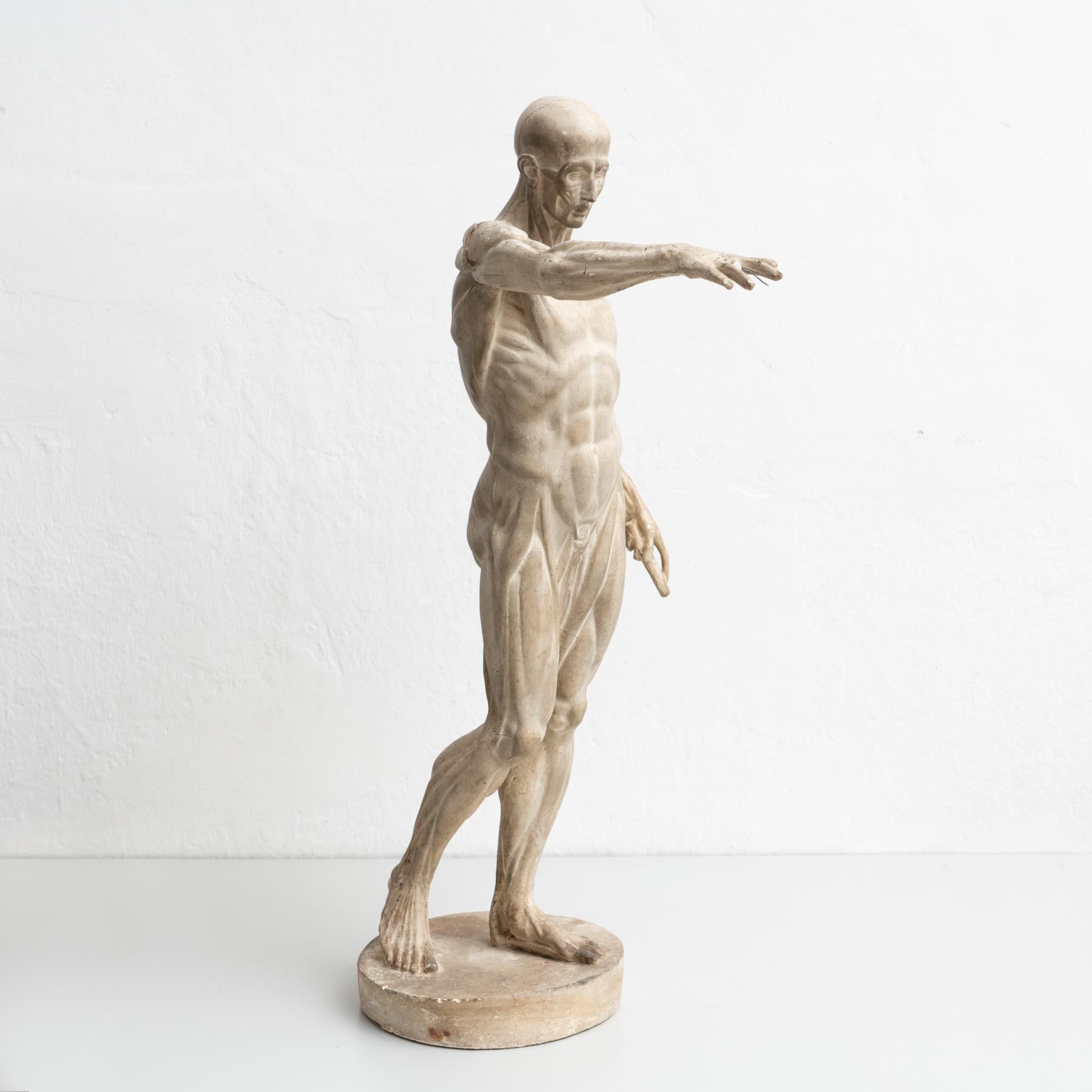 Rare Plaster Traditional Anatomic Sculpture, circa 1930 5