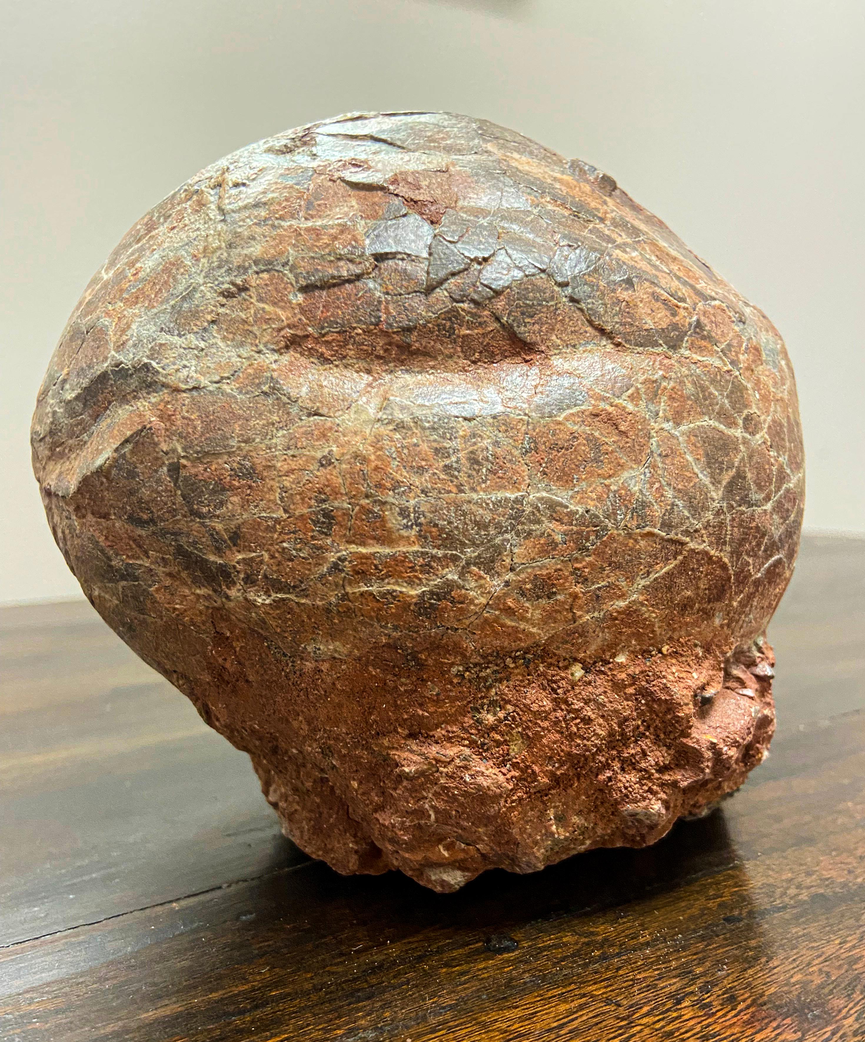 Rare Prehistoric Petrified Dinosaur Egg Nest with Cracked Surface 7