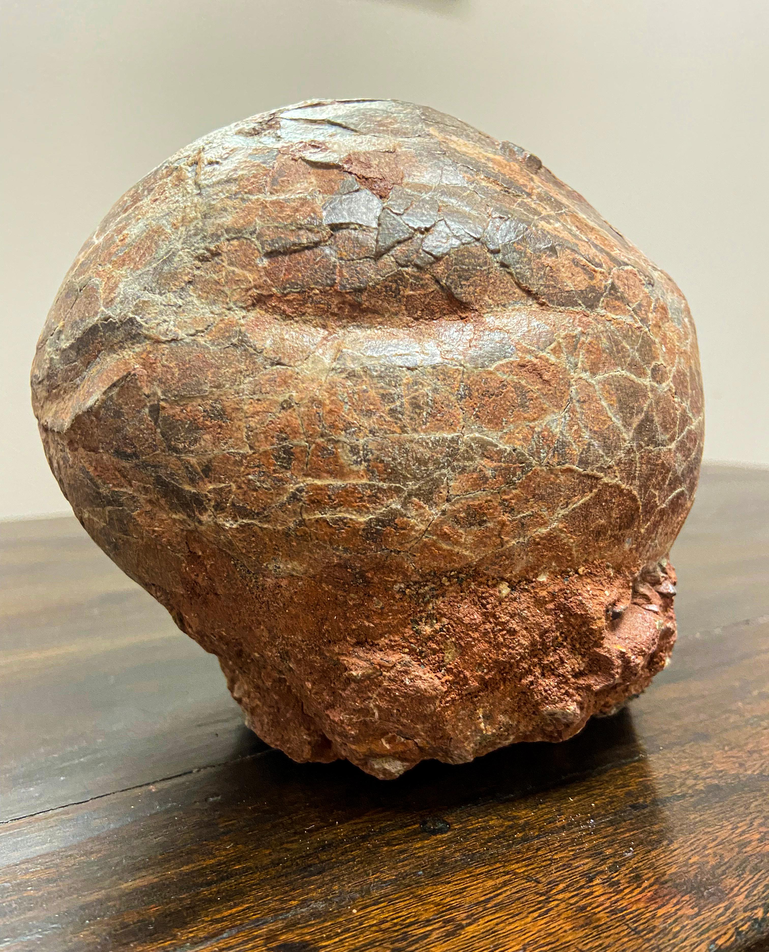 A true gem. This is a set of 2 petrified dinosaur eggs together in one solid nest. Boasting a nicely weathered appearance easily explained by its tremendous age, this petrified dinosaur egg nest will make for an excellent gift idea! With its unique