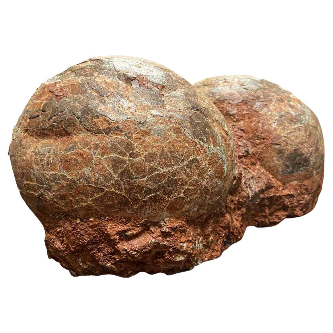 Rare Prehistoric Petrified Dinosaur Egg Nest with Cracked Surface