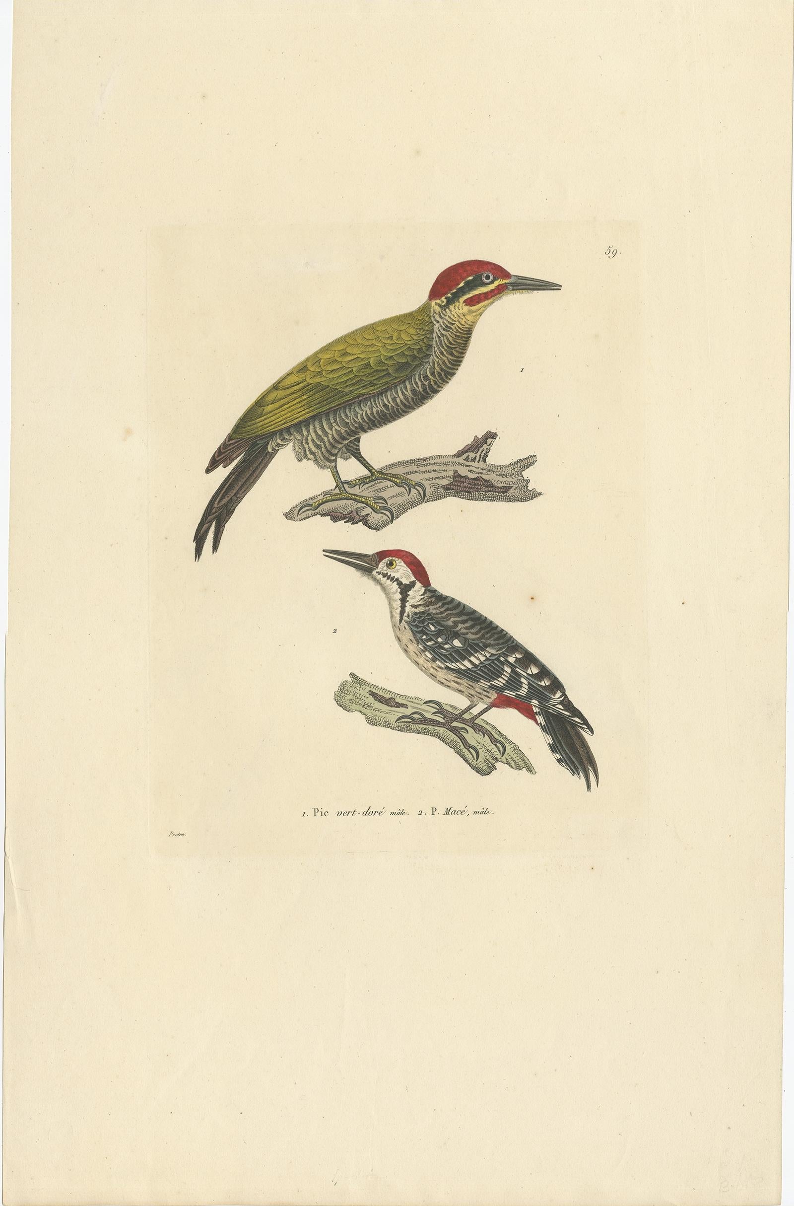 Antique bird print titled 'Pic vert-doré (..)'. 

Old bird print depicting a male golden-green woodpecker and a male fulvous-breasted woodpecker. This print originates from 'Nouveau receuil de planches coloriees d'Oiseaux (..)' by C.J.