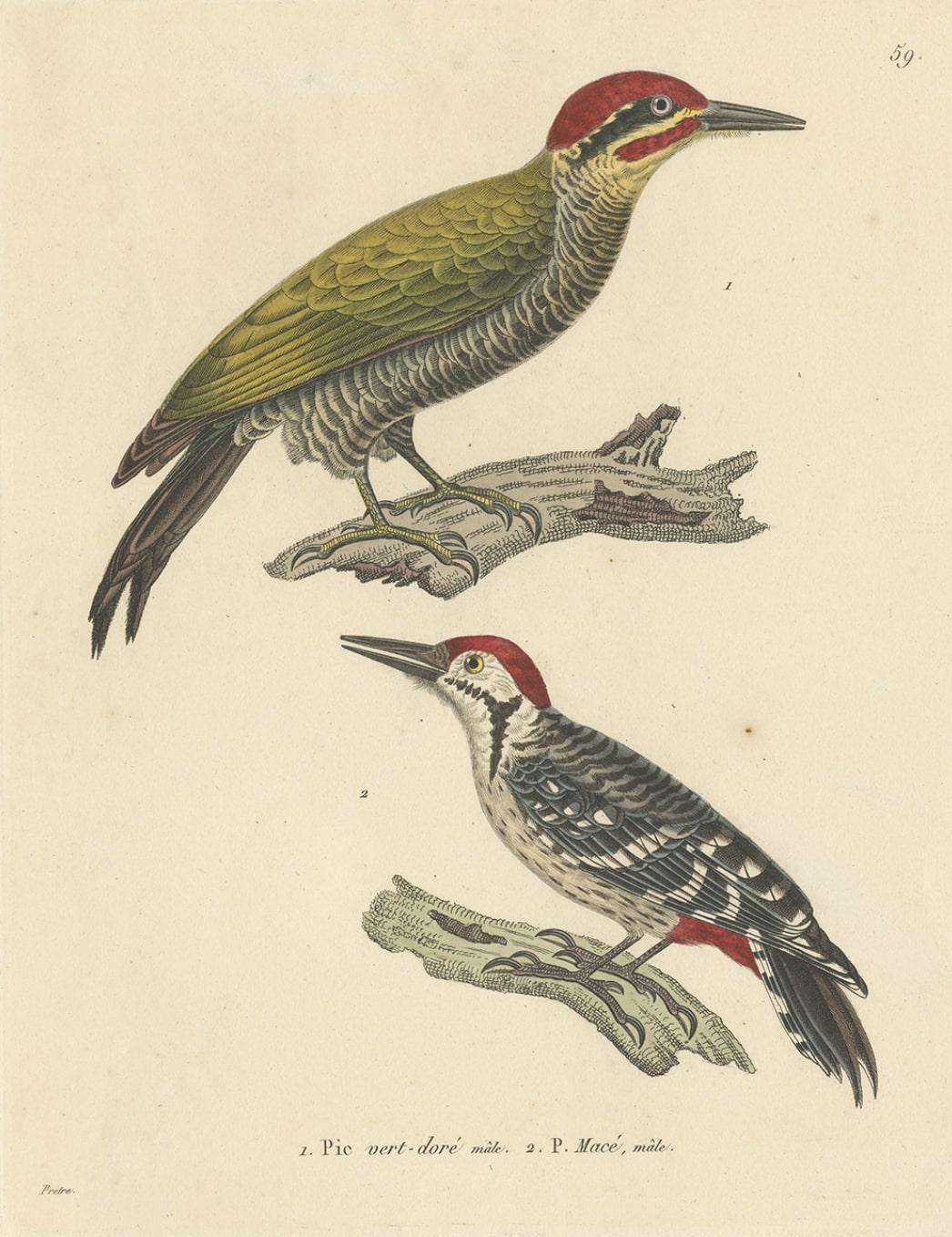 Rare Print of a Male Golden-Green & a Male Fulvous-Breasted Woodpecker, 1838 In Good Condition For Sale In Langweer, NL