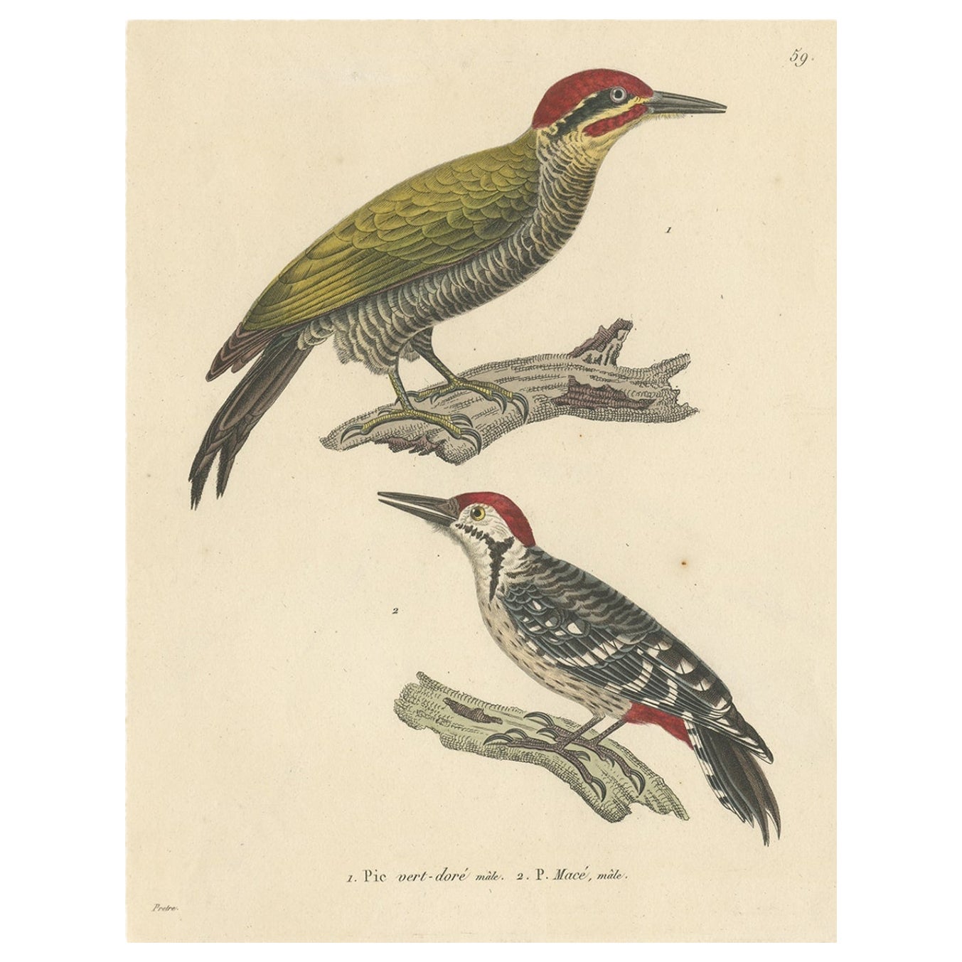 Seltener Druck eines männlichen Goldgrünspechts und eines männlichen Gelbbrustspechts, 1838 im Angebot