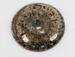 Rare Pyritized ammonite fossil cabochon