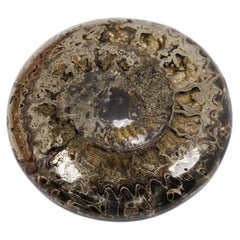 Rare Pyritized ammonite fossil cabochon