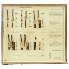 Vintage Rare School Model of Plant Reproduction, Wall Art, Czechoslovakia, circa 1960